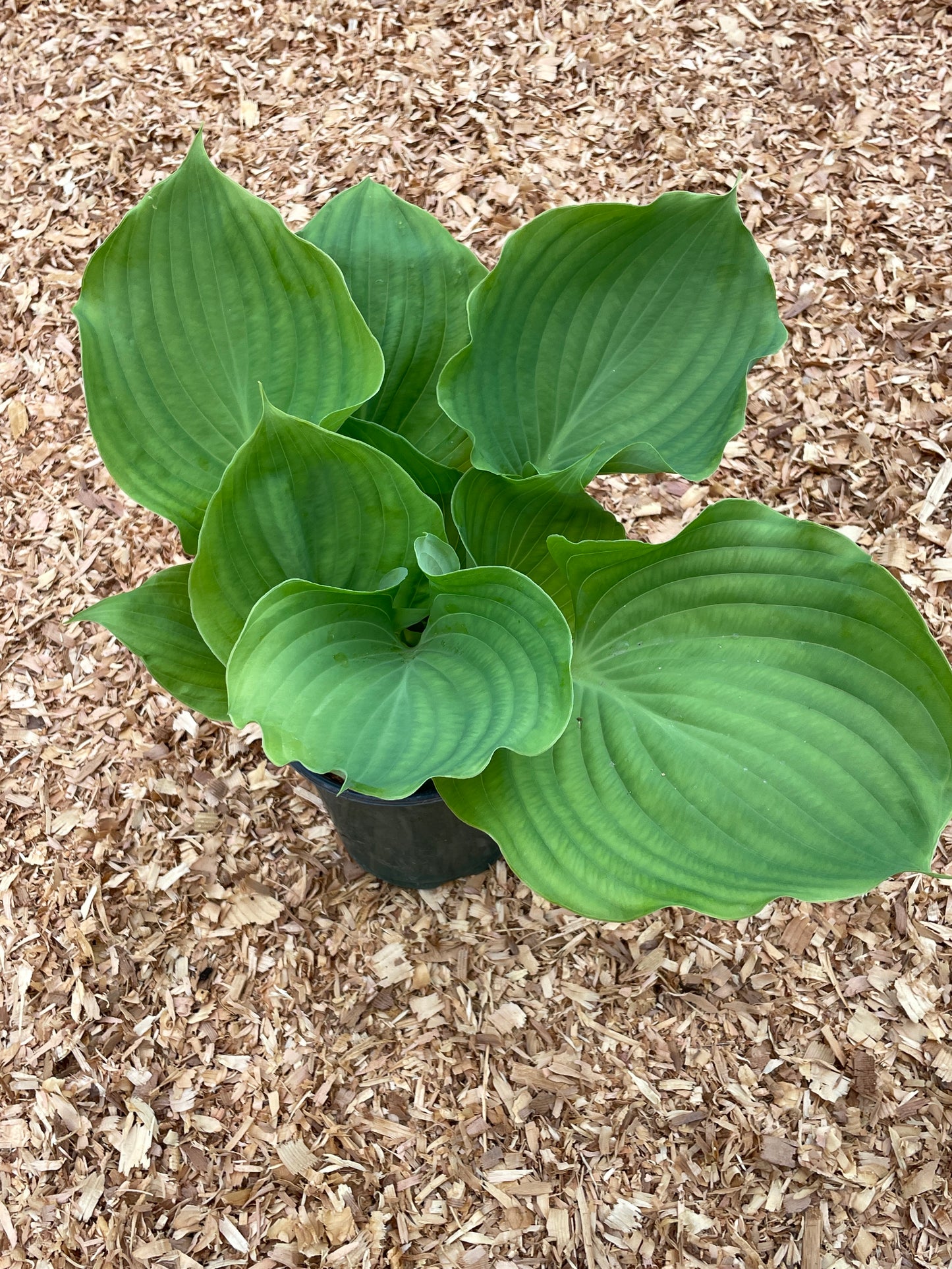 Hosta Plants