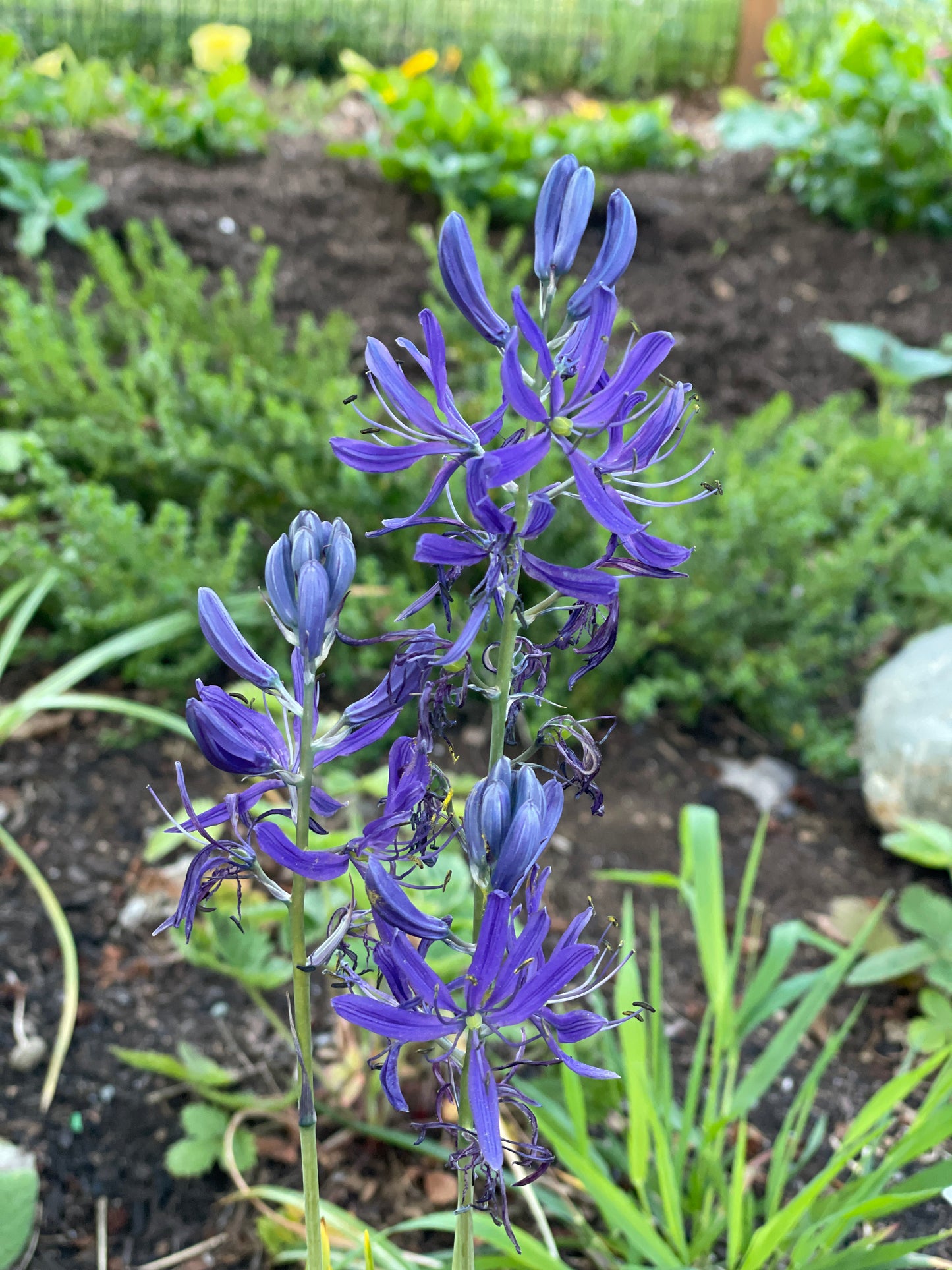 Common Camas