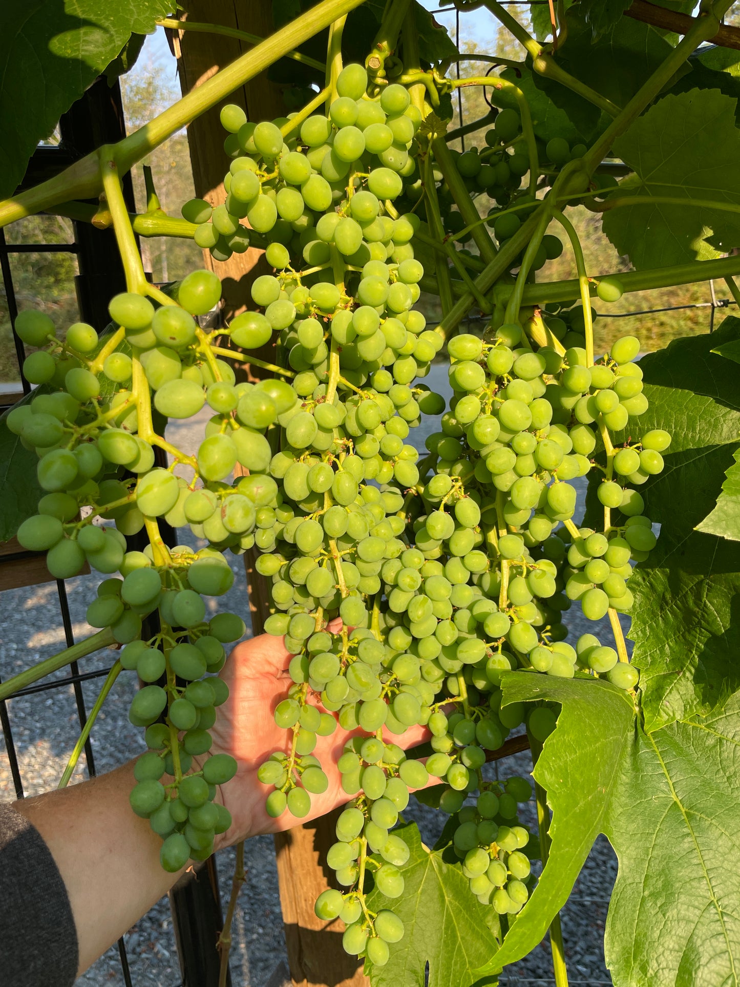 'Himrod' Seedless Table Grape
