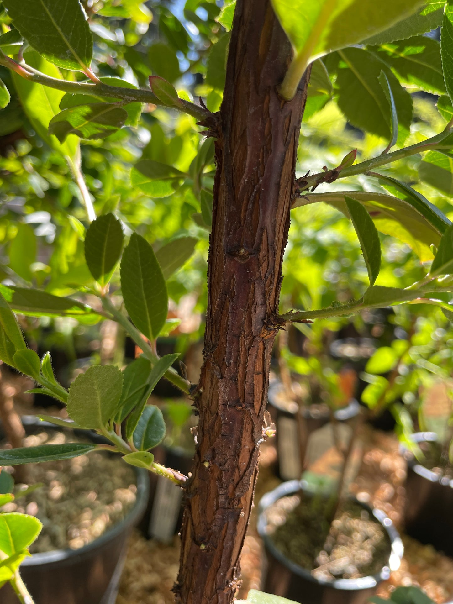 Strawberry Trees