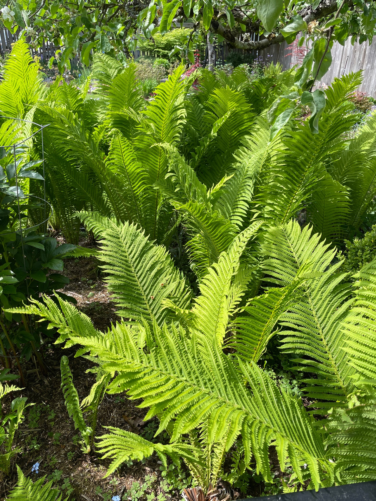 Ostrich Ferns