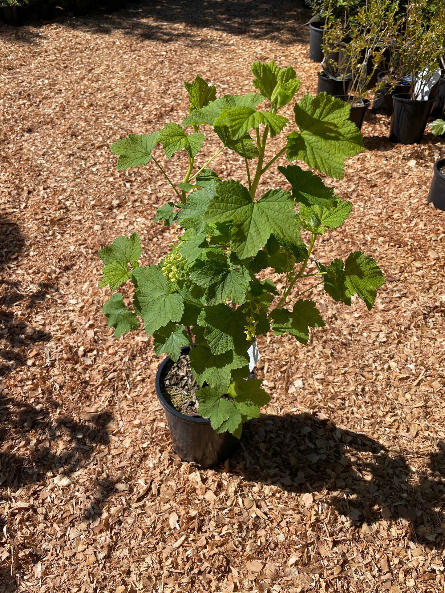 'Pink Champagne' Currant Plants