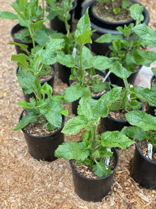 Groundnut Plants