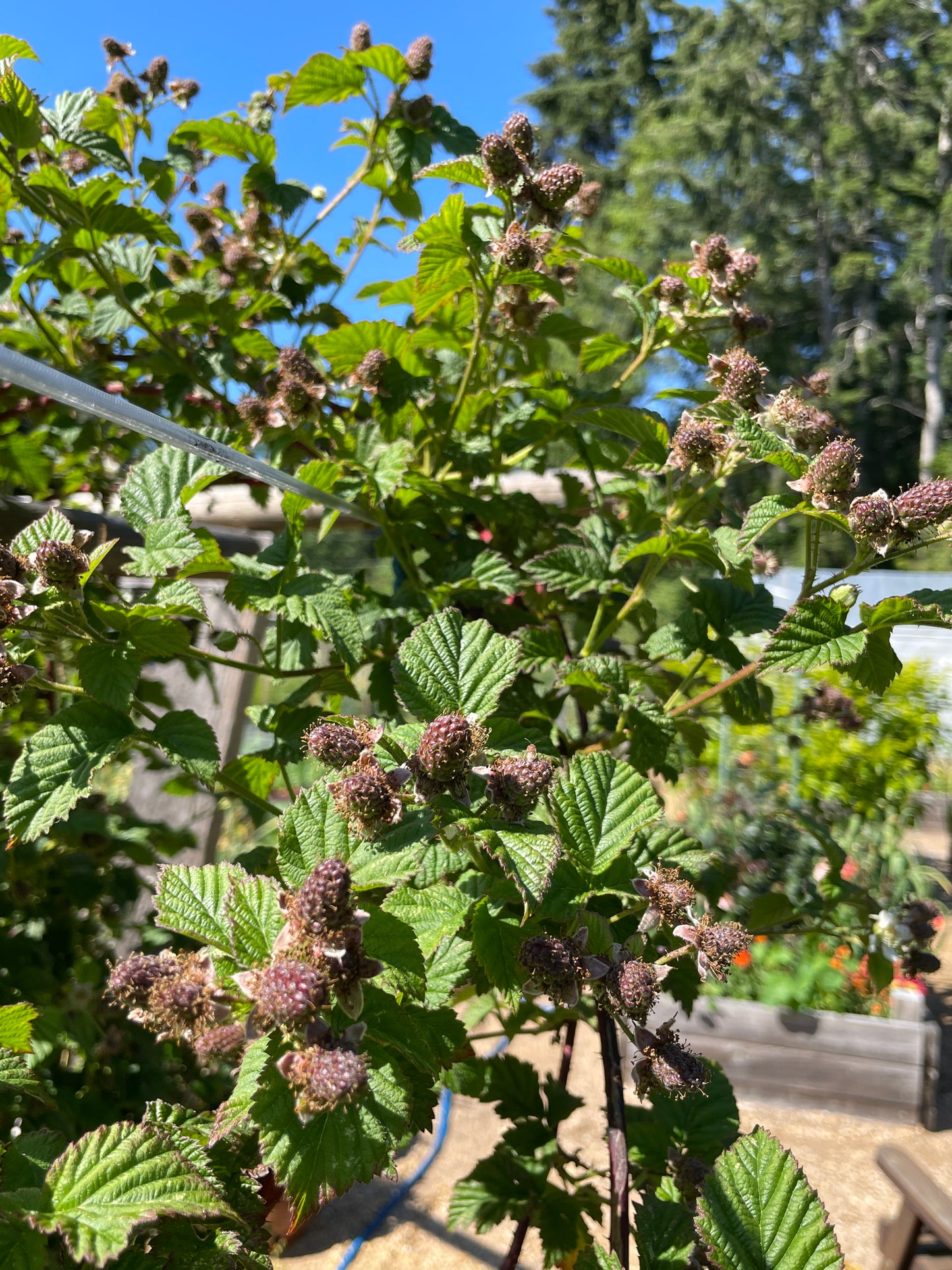 Tayberry Plants