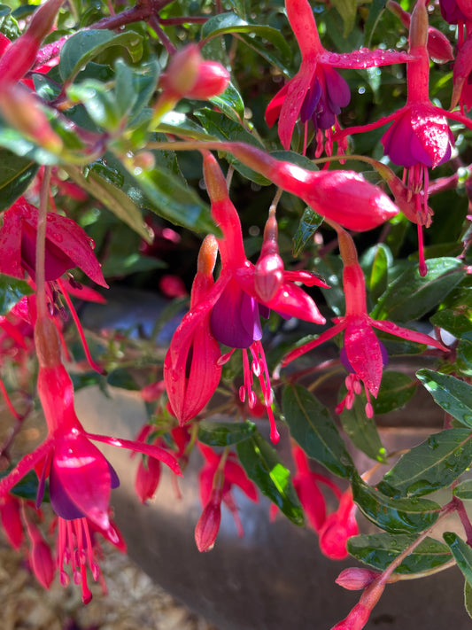 'Papoose' Hardy Fuchsia Plants