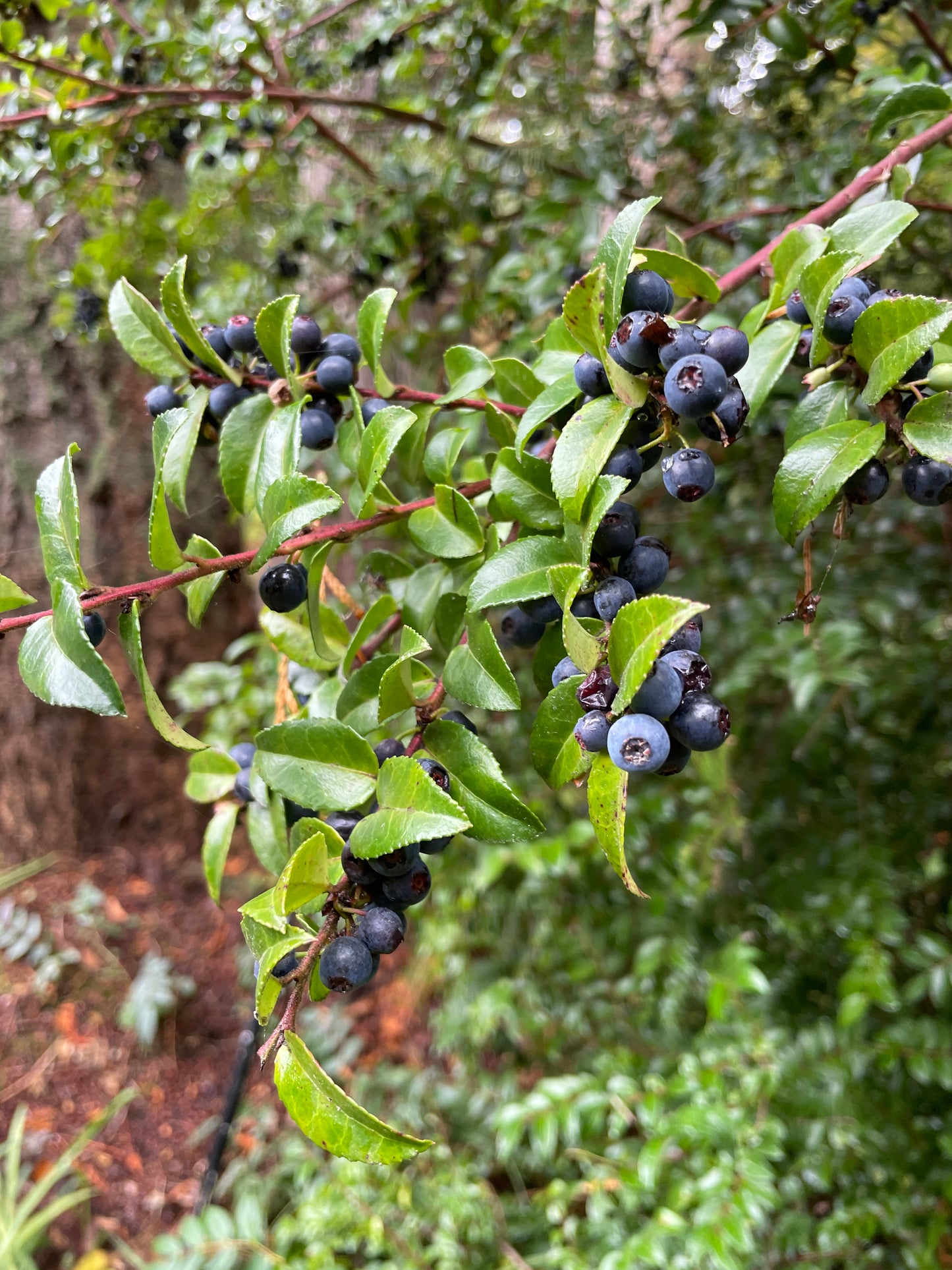 Evergreen Huckleberry Plants