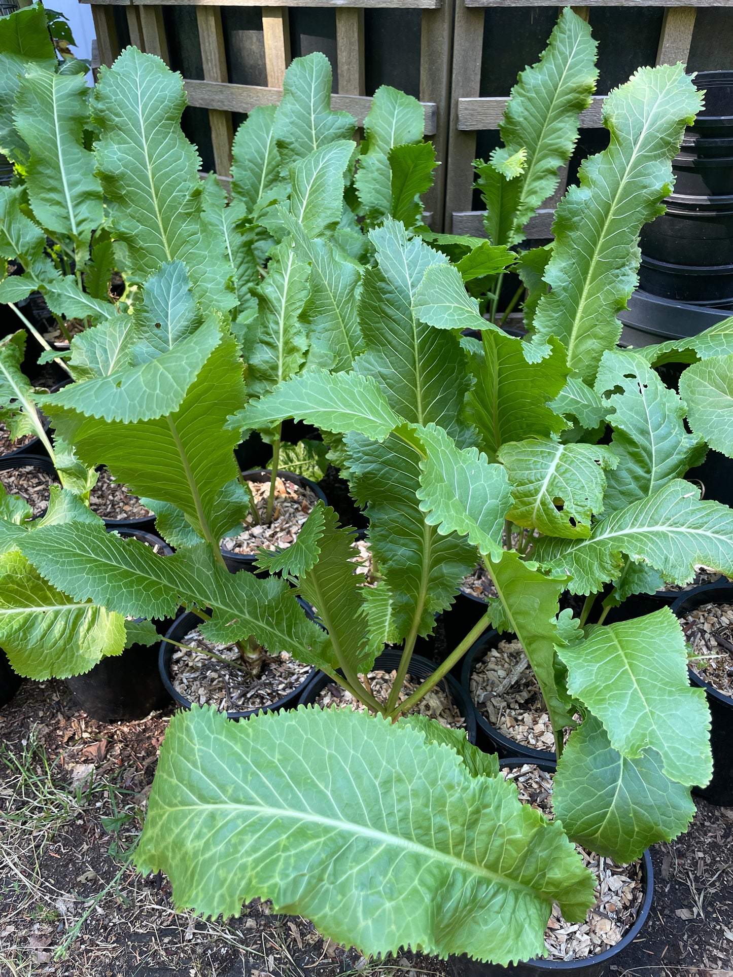 Horseradish Plants