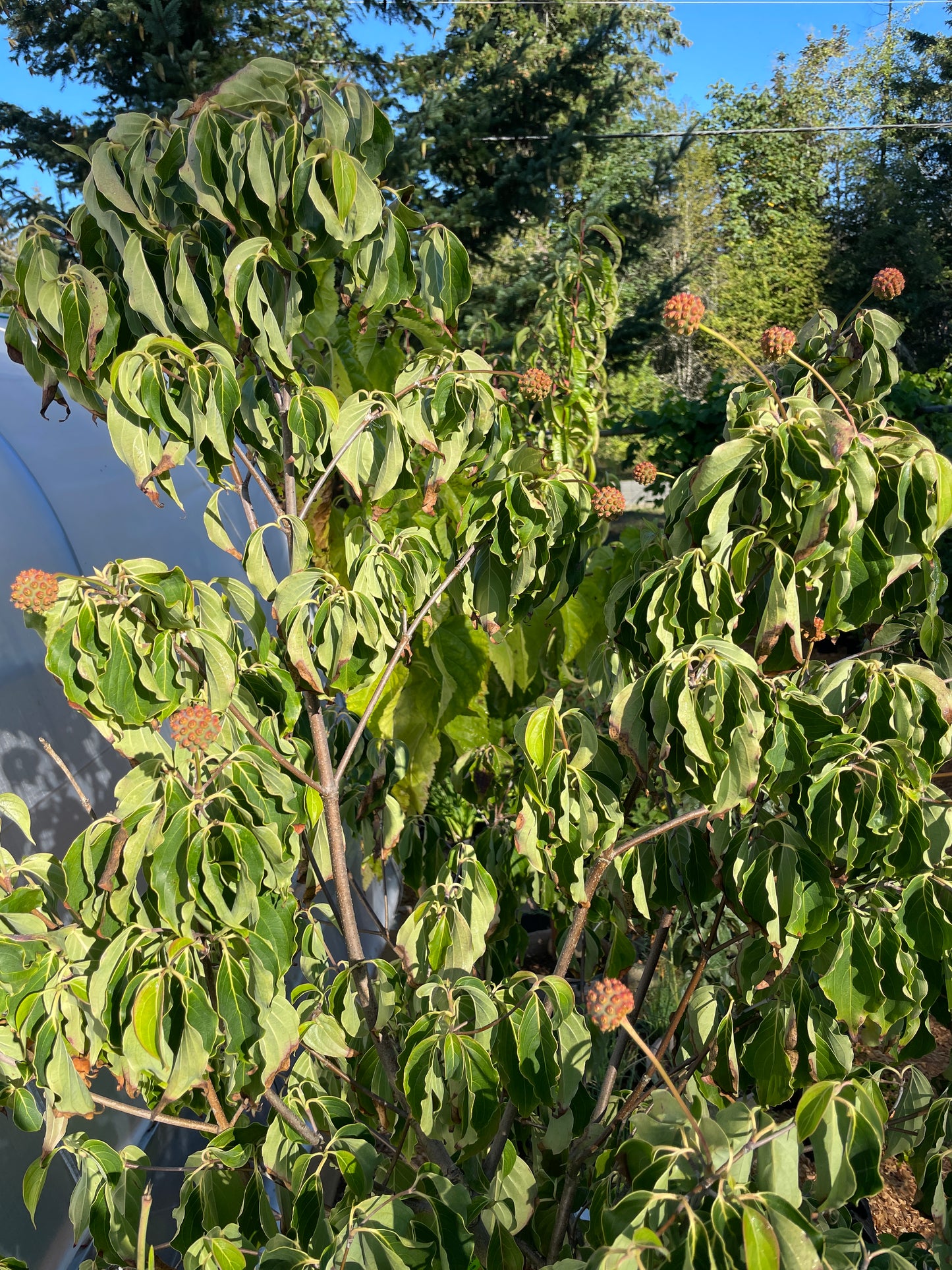 Kousa Dogwood Trees