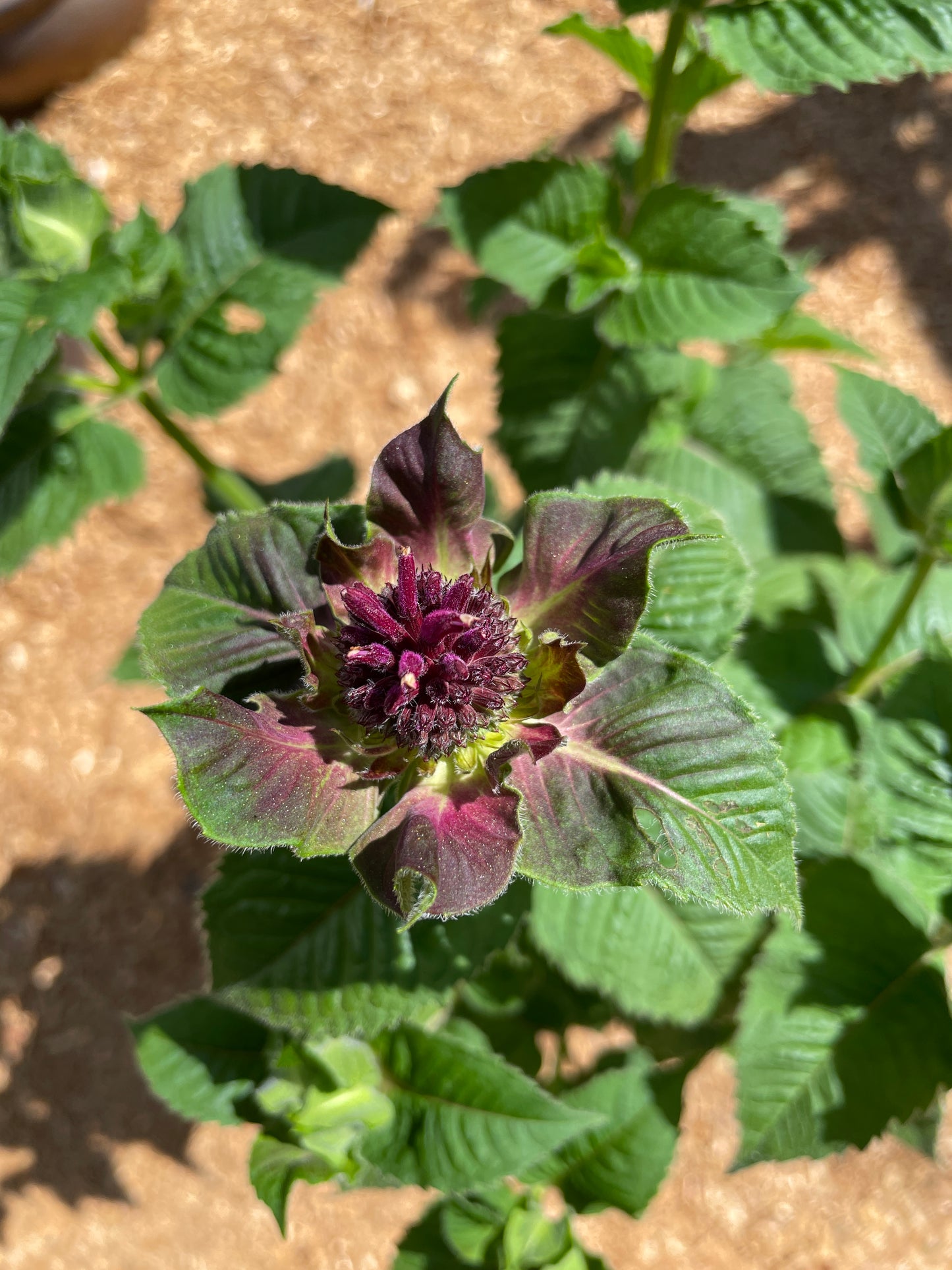 'Fireball' Bee Balm Plants