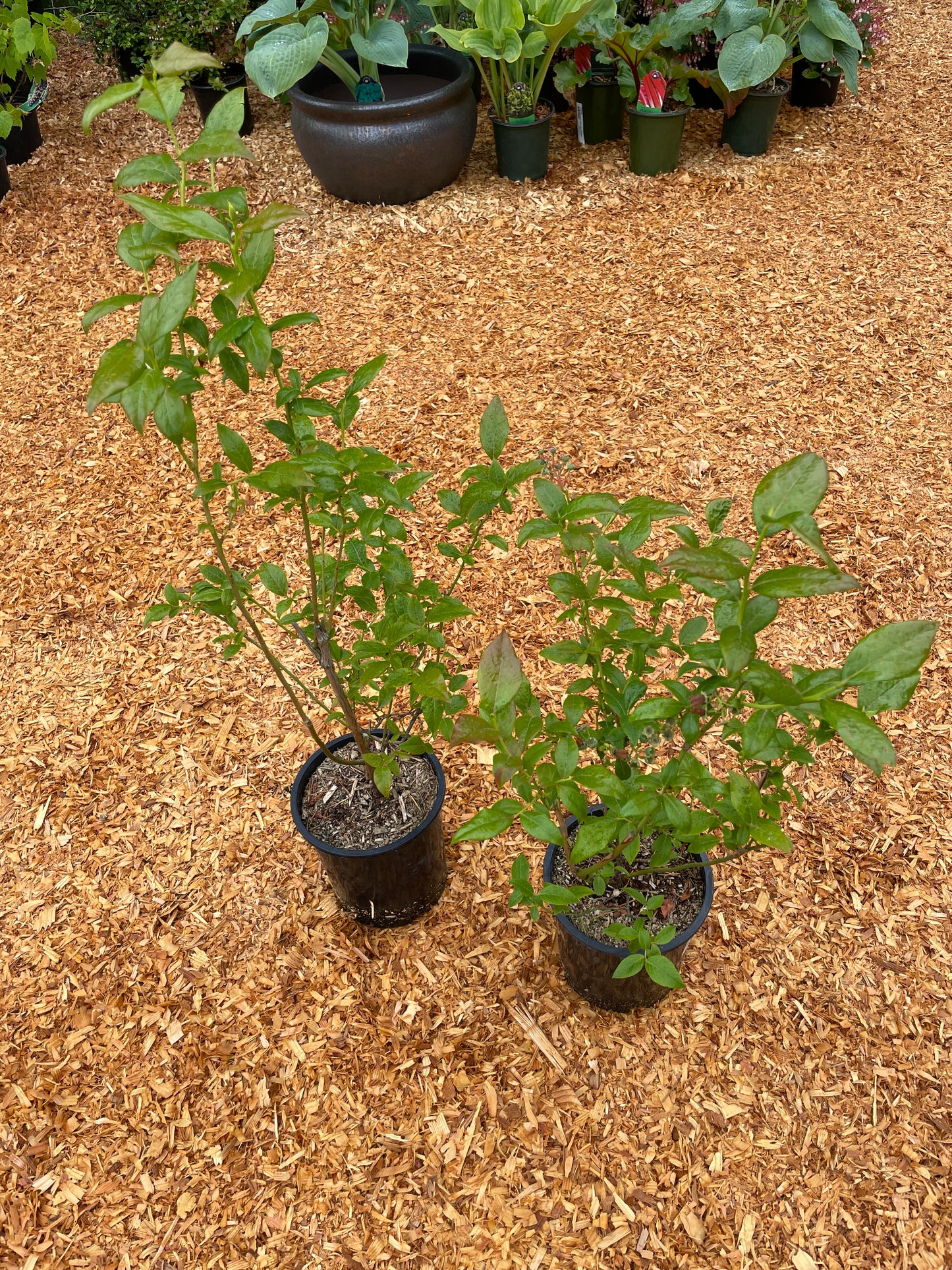 'Bluecrop' Blueberry Plants