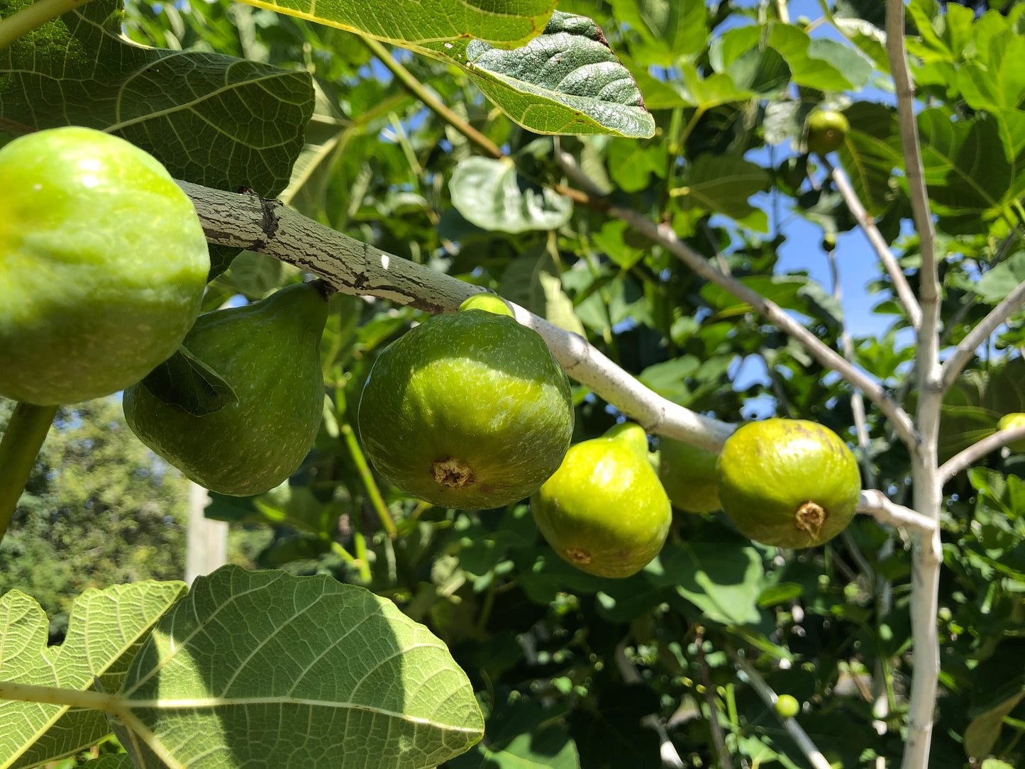 'Desert King' Fig Trees