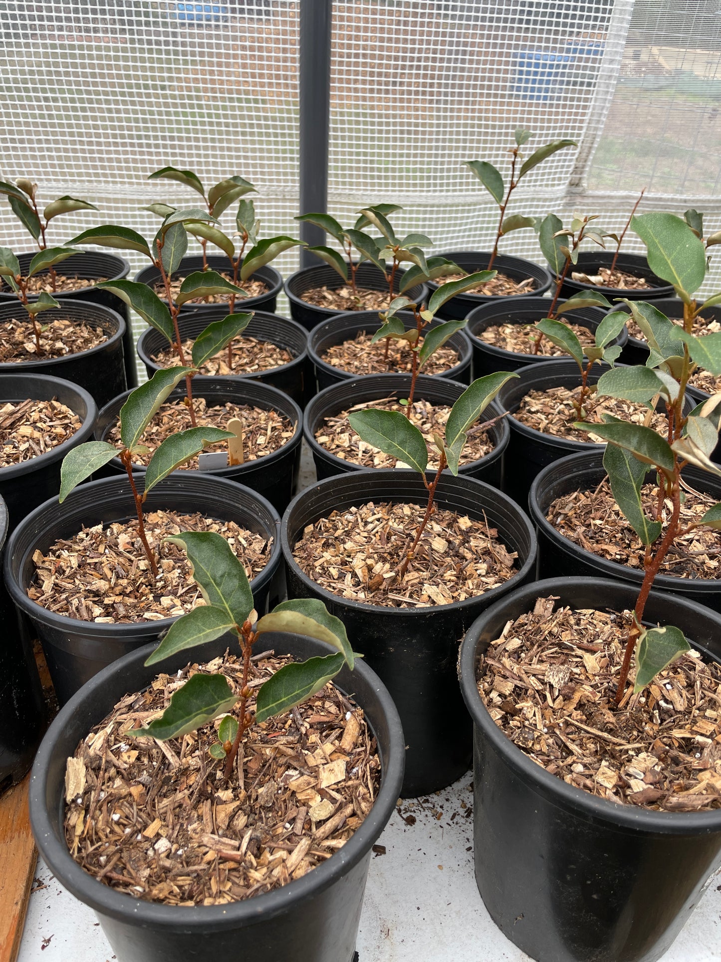 Goumi Berry Plants