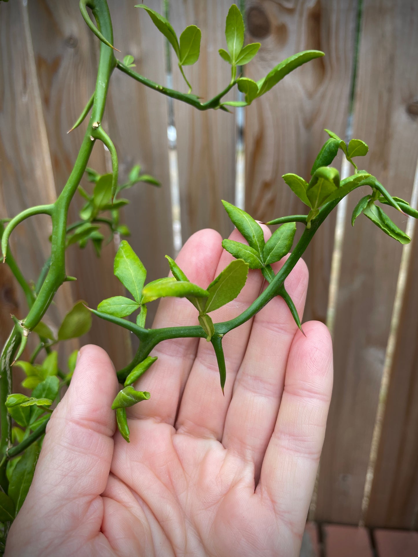 Flying Dragon (Hardy Citrus)