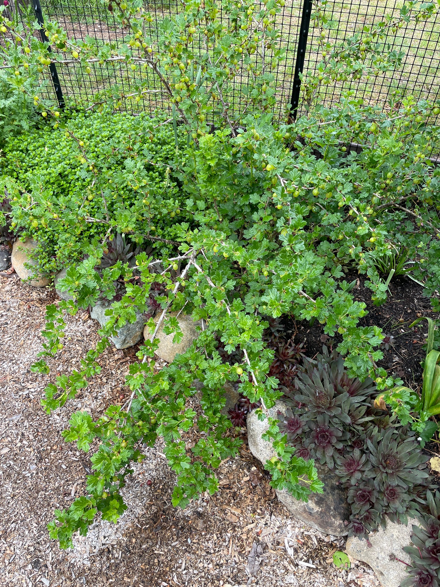 'Hinnomaki Red' Gooseberry Plants