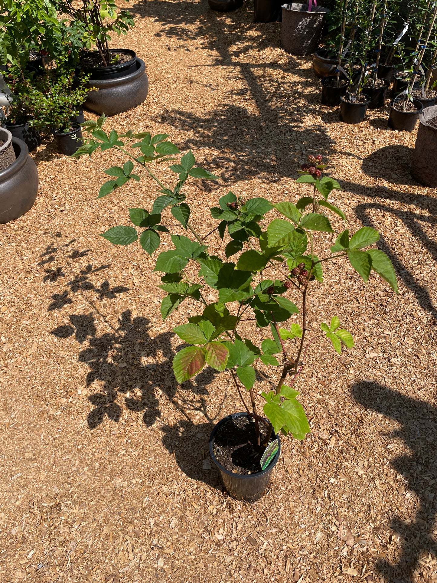 Thornless Blackberry Plants