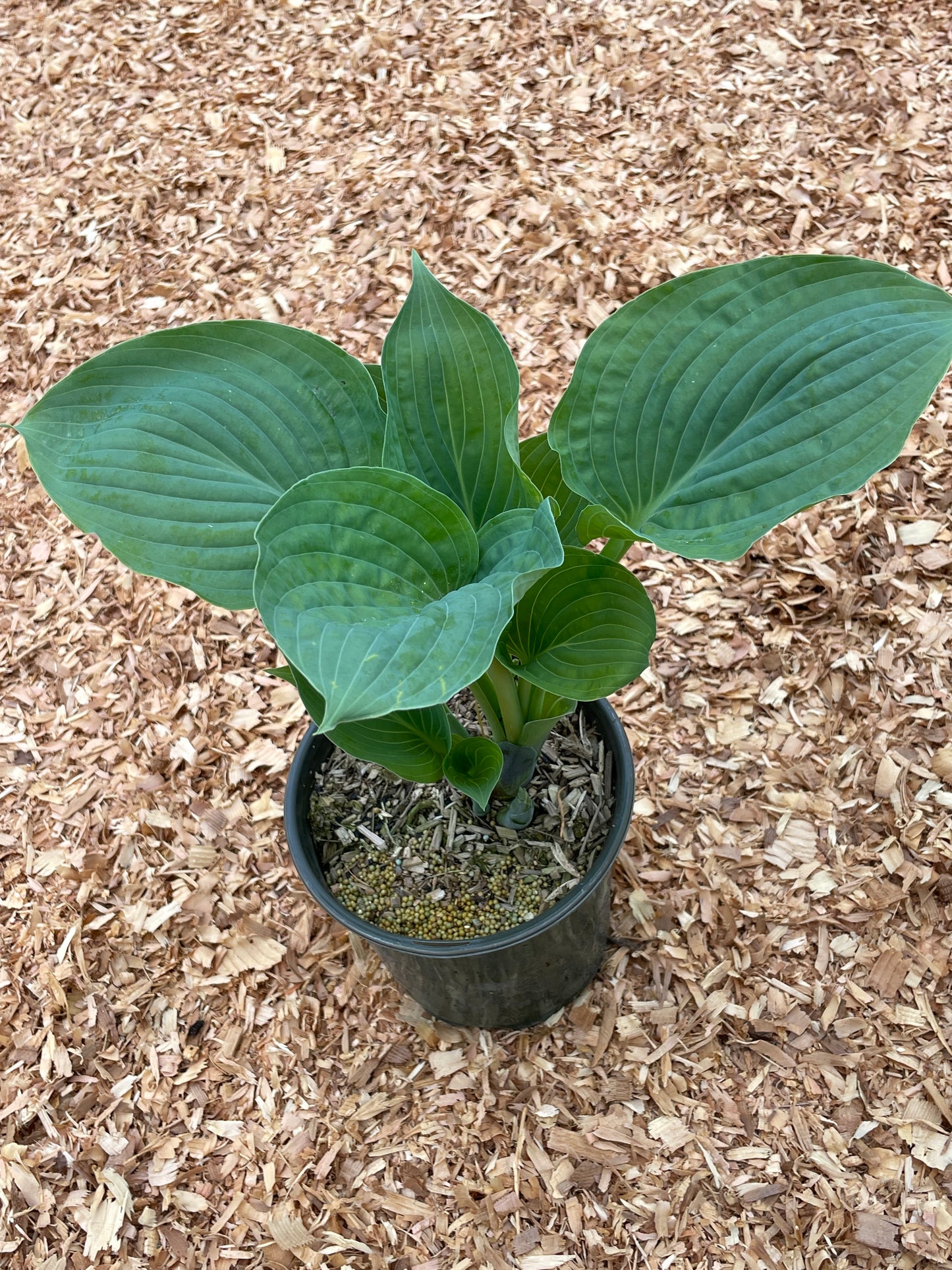 Hosta Plants