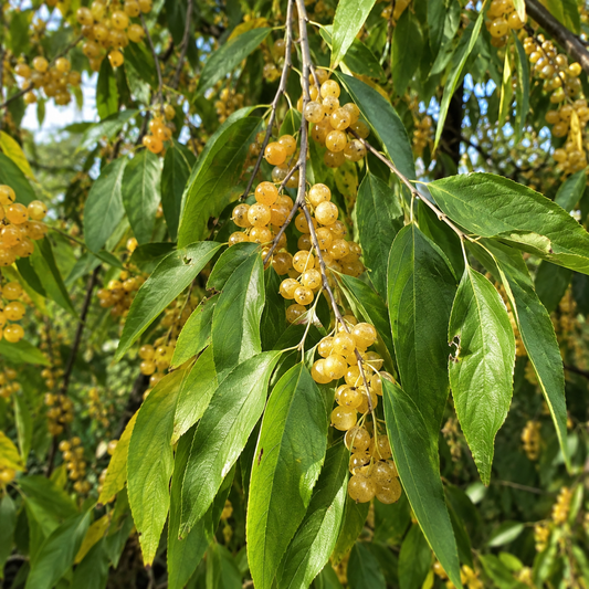'Amber' Autumn Olive