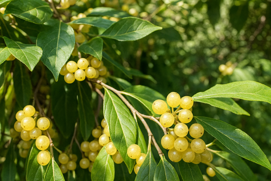 'Amber' Autumn Olive