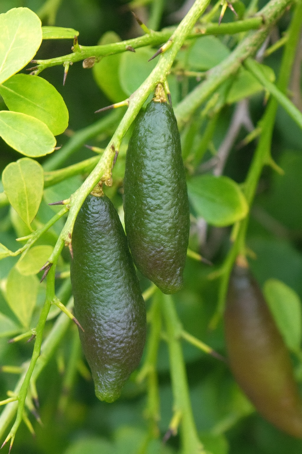Australian Finger Lime