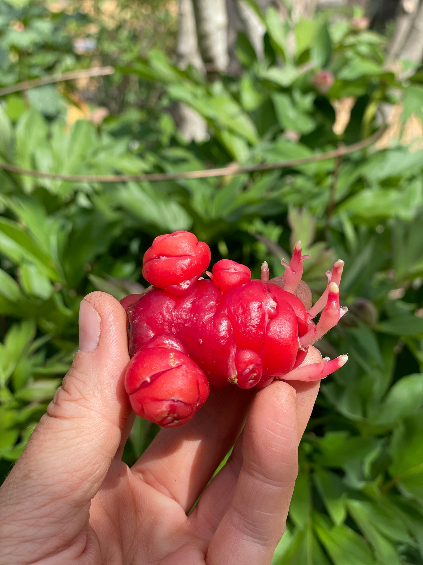 Oca
