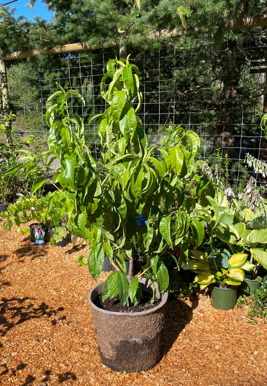 'Red Gold' Nectarine Trees