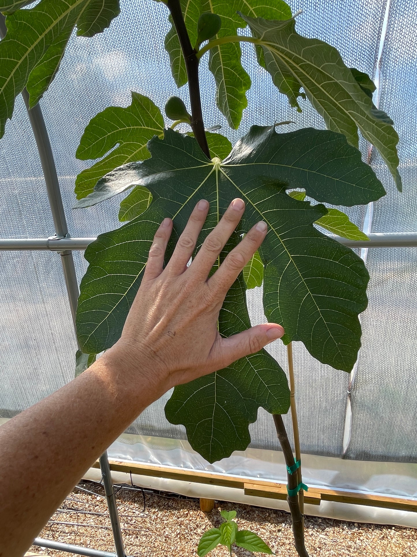 'Italian Honey' Fig Trees