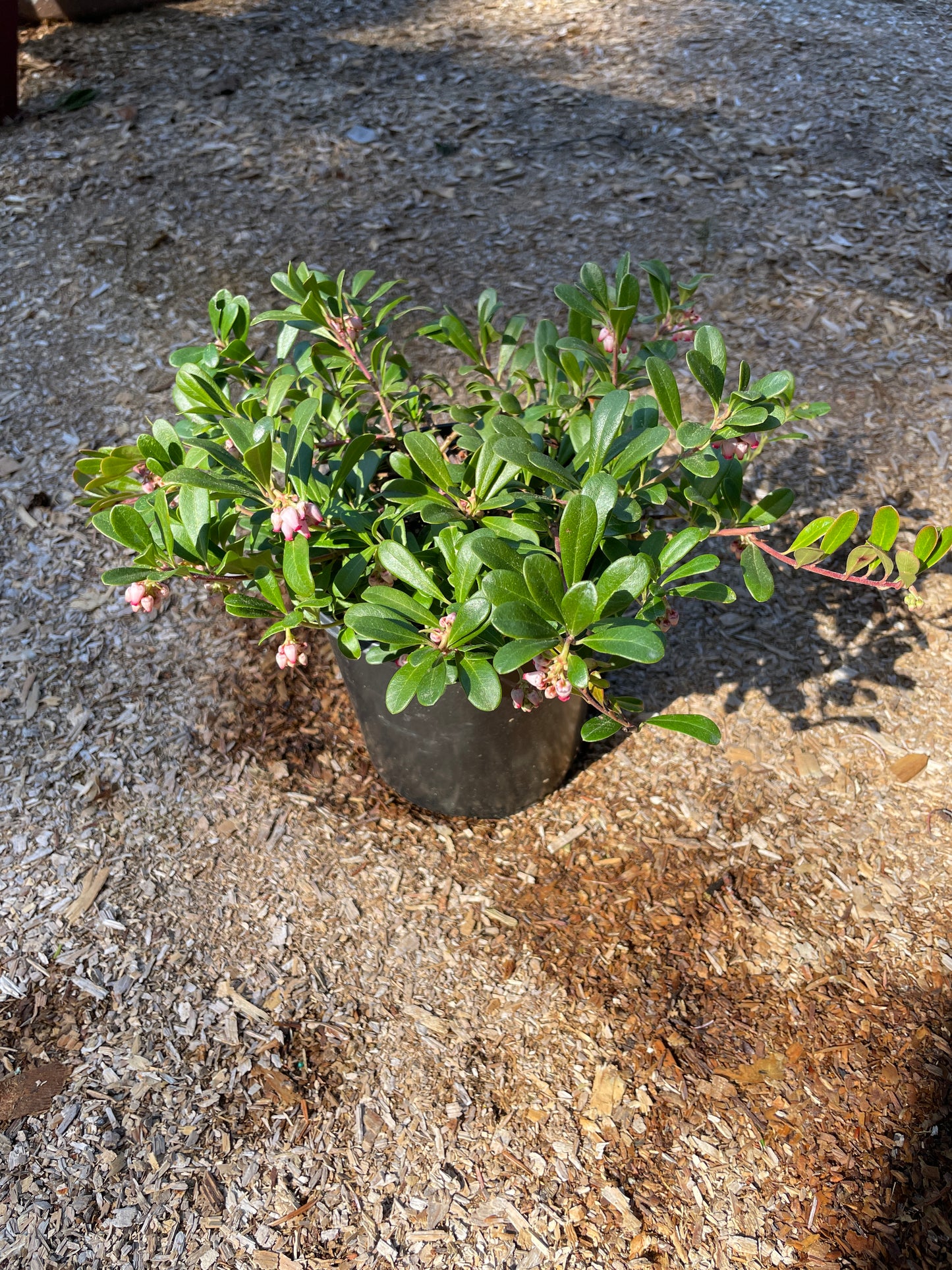 Kinnikinnick (Bearberry) Plants