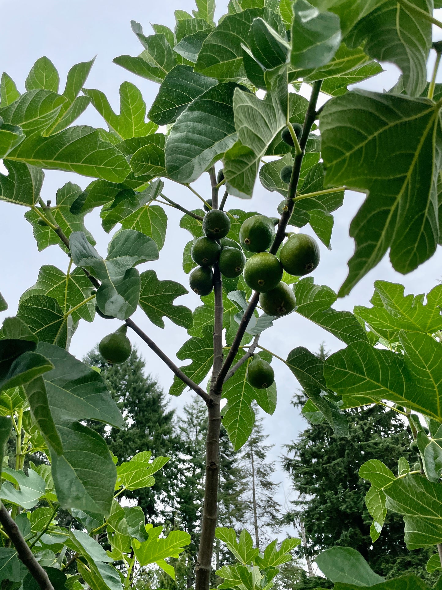'Desert King' Fig