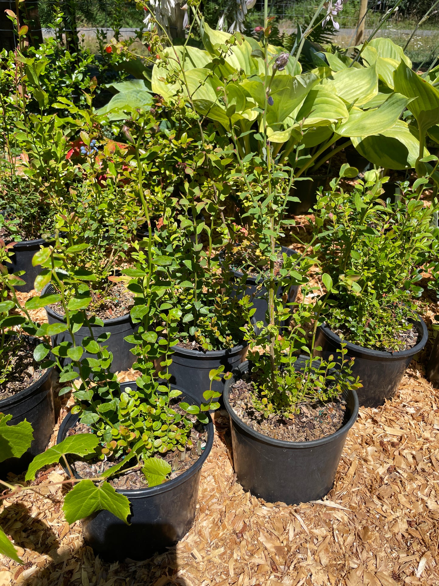 Red Huckleberry Plants