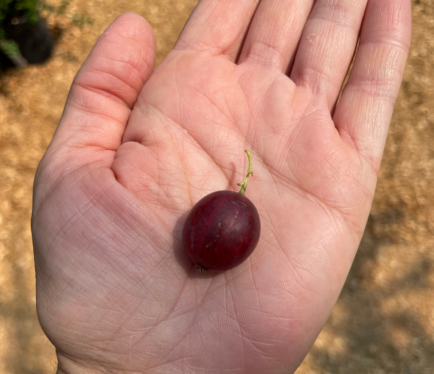 'Hinnomaki Red' Gooseberry Plants