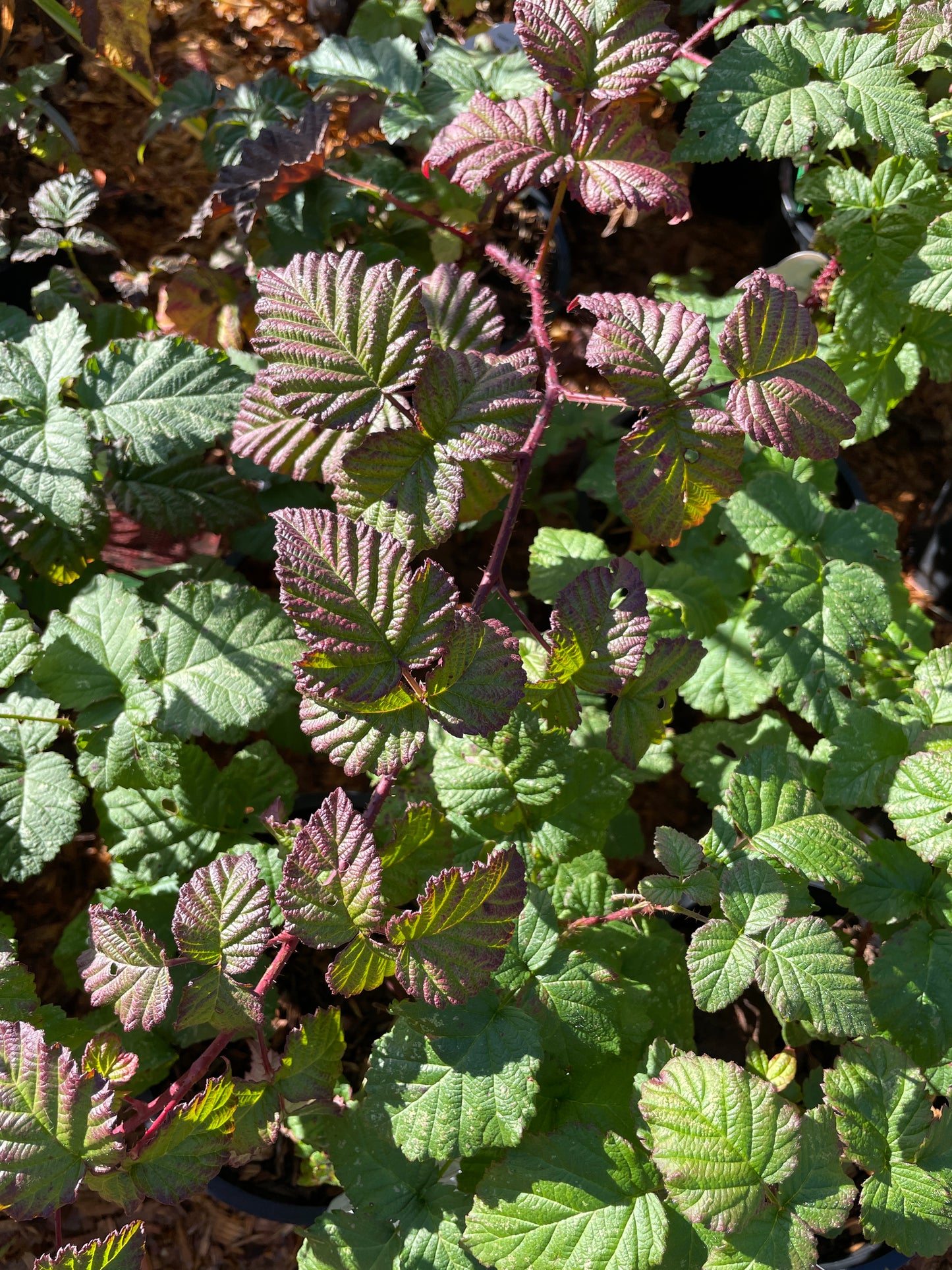 Tayberry Plants