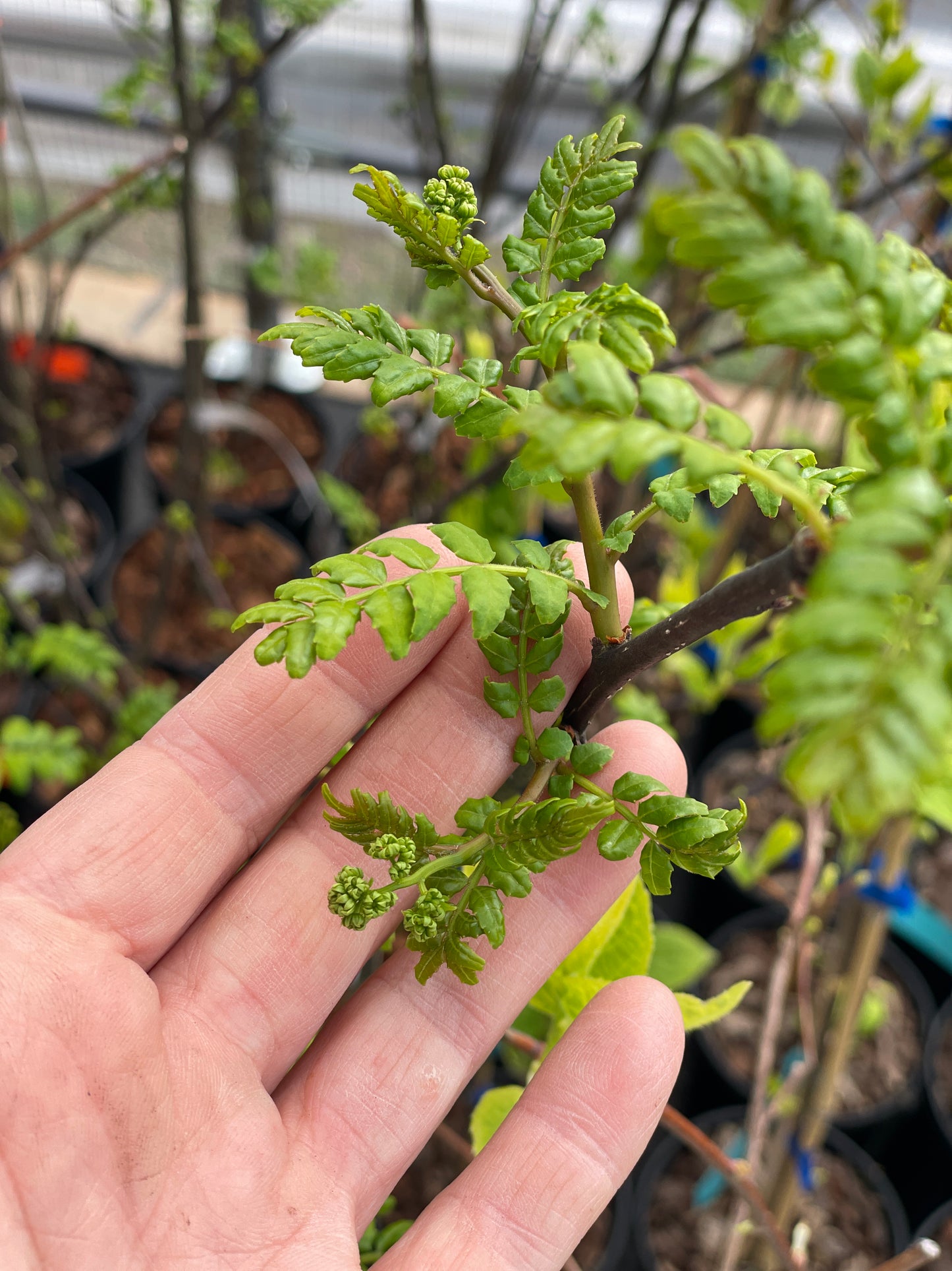 Sansho Japanese Pepper Tree
