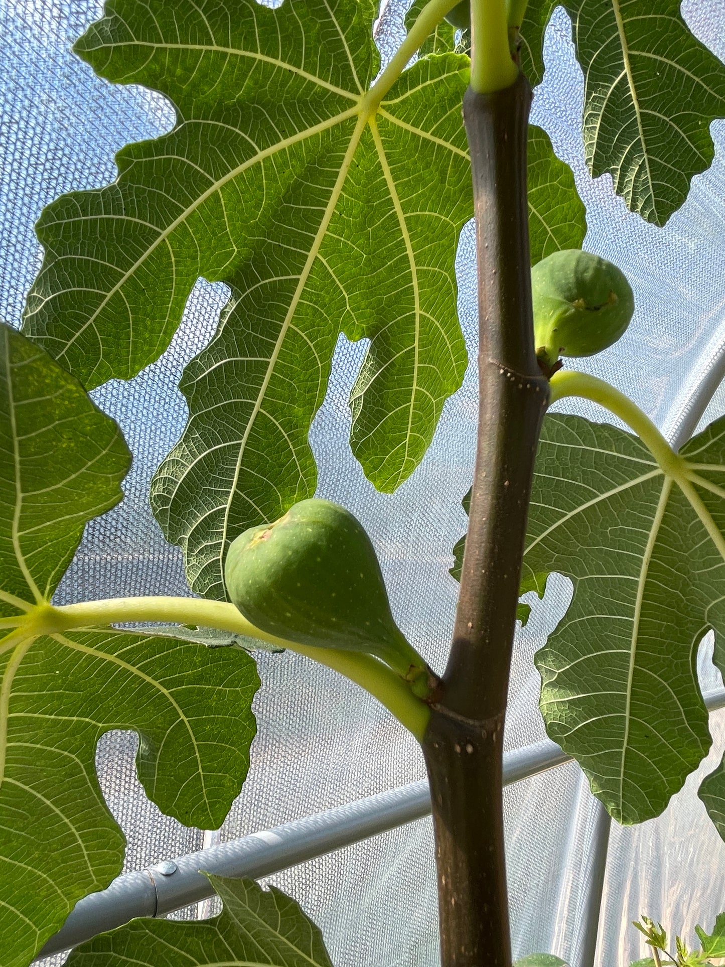 'Italian Honey' Fig Trees