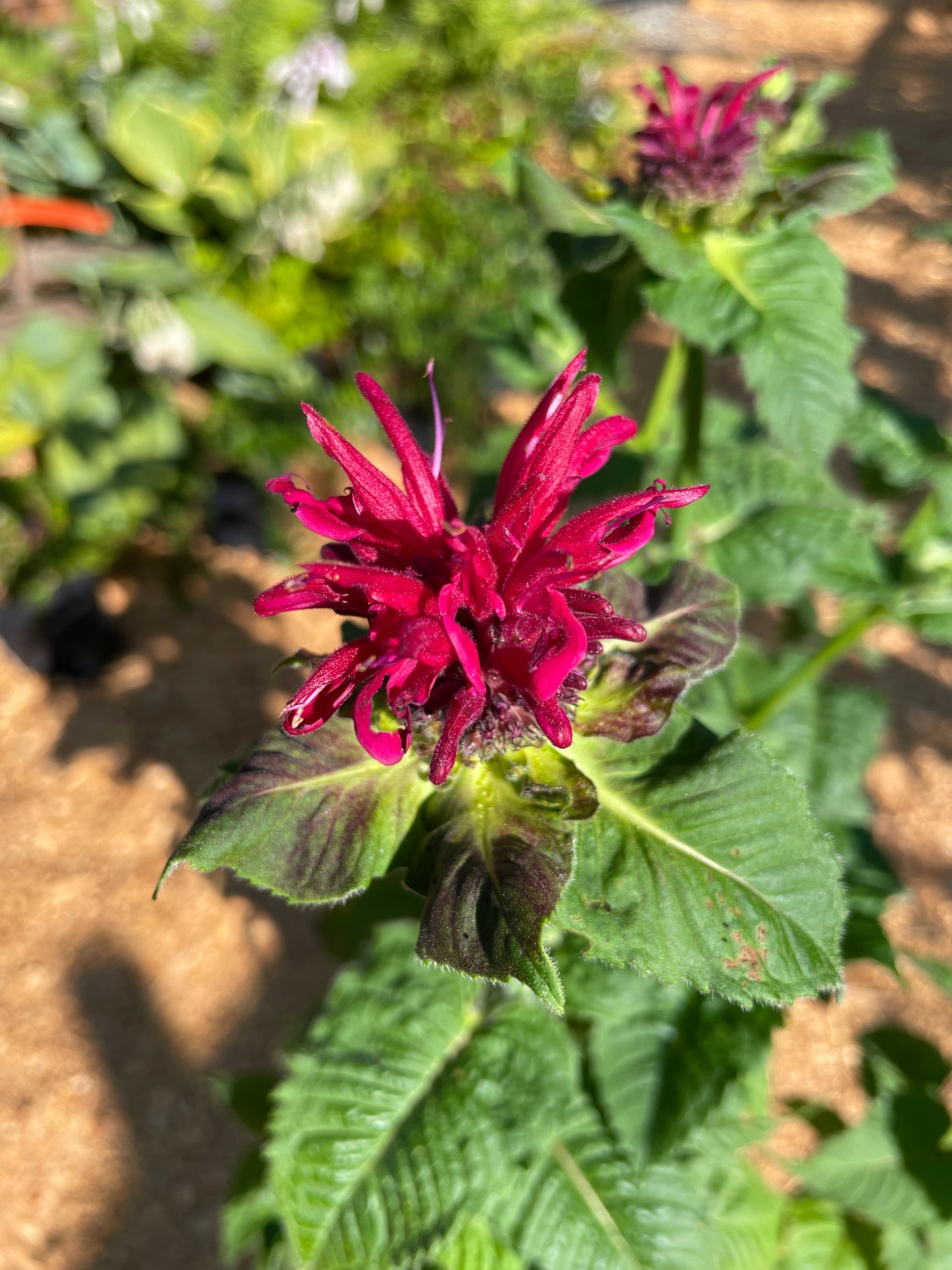 'Fireball' Bee Balm Plants