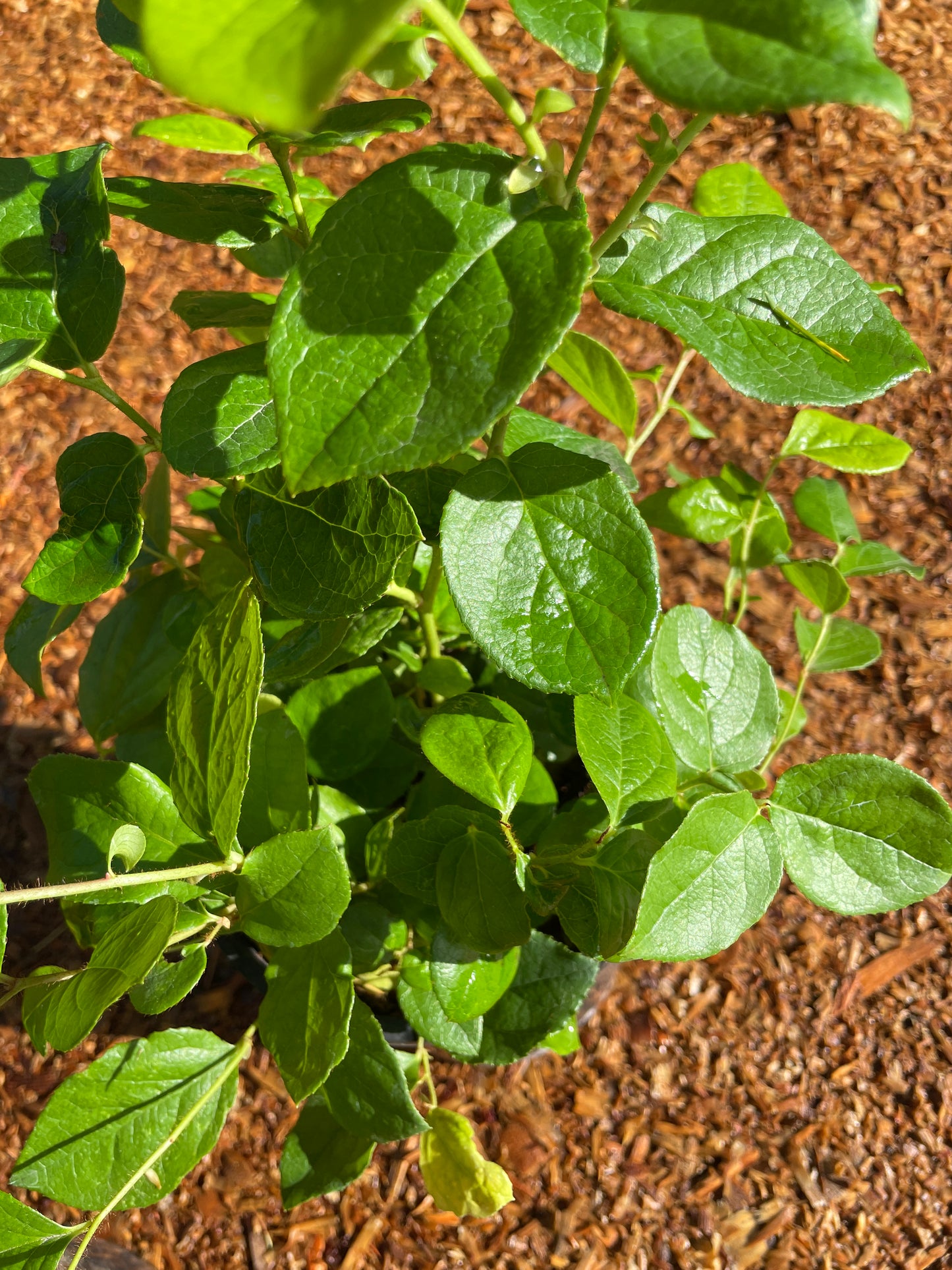 Salal Plants