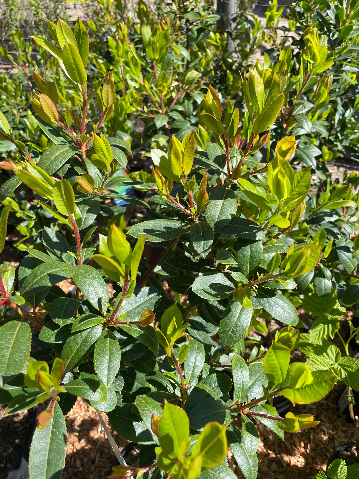 Strawberry Trees