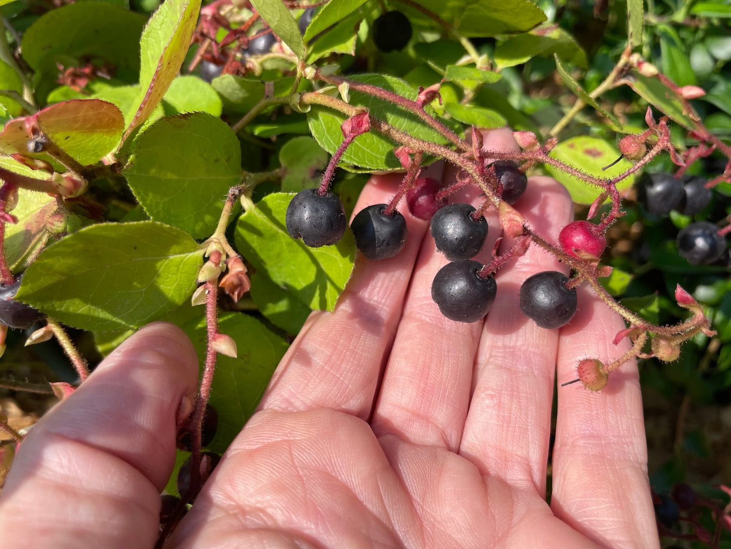 Salal Plants