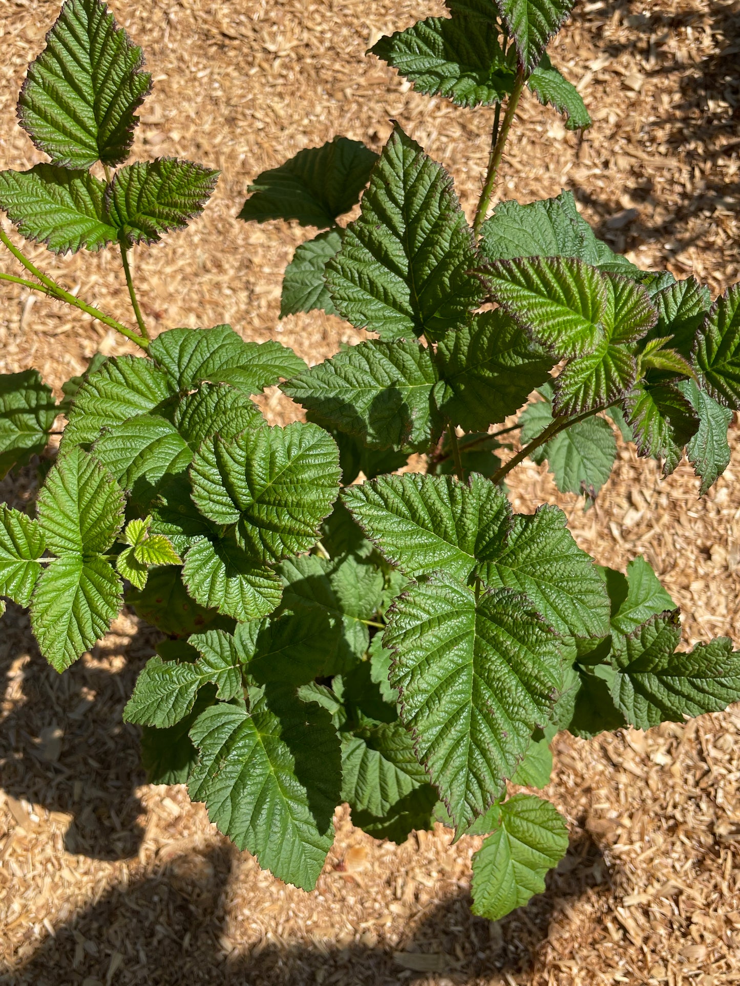 Tayberry Plants