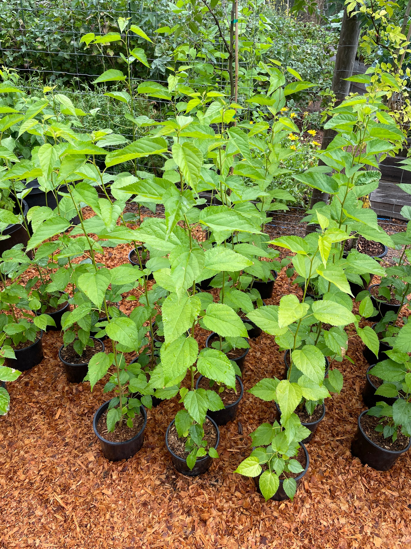 'Dwarf Everbearing' Mulberry Trees