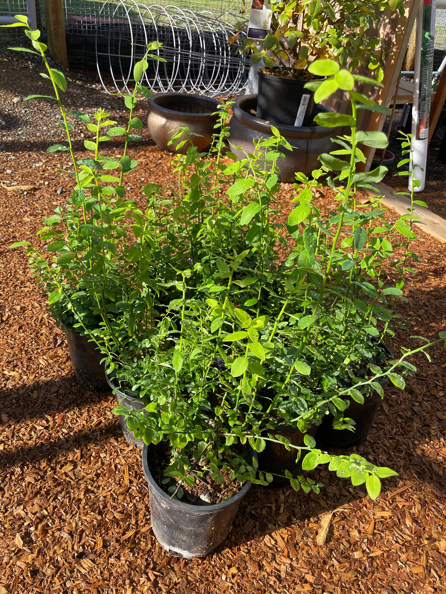 Red Huckleberry Plants