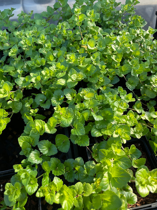 Indian Mint
