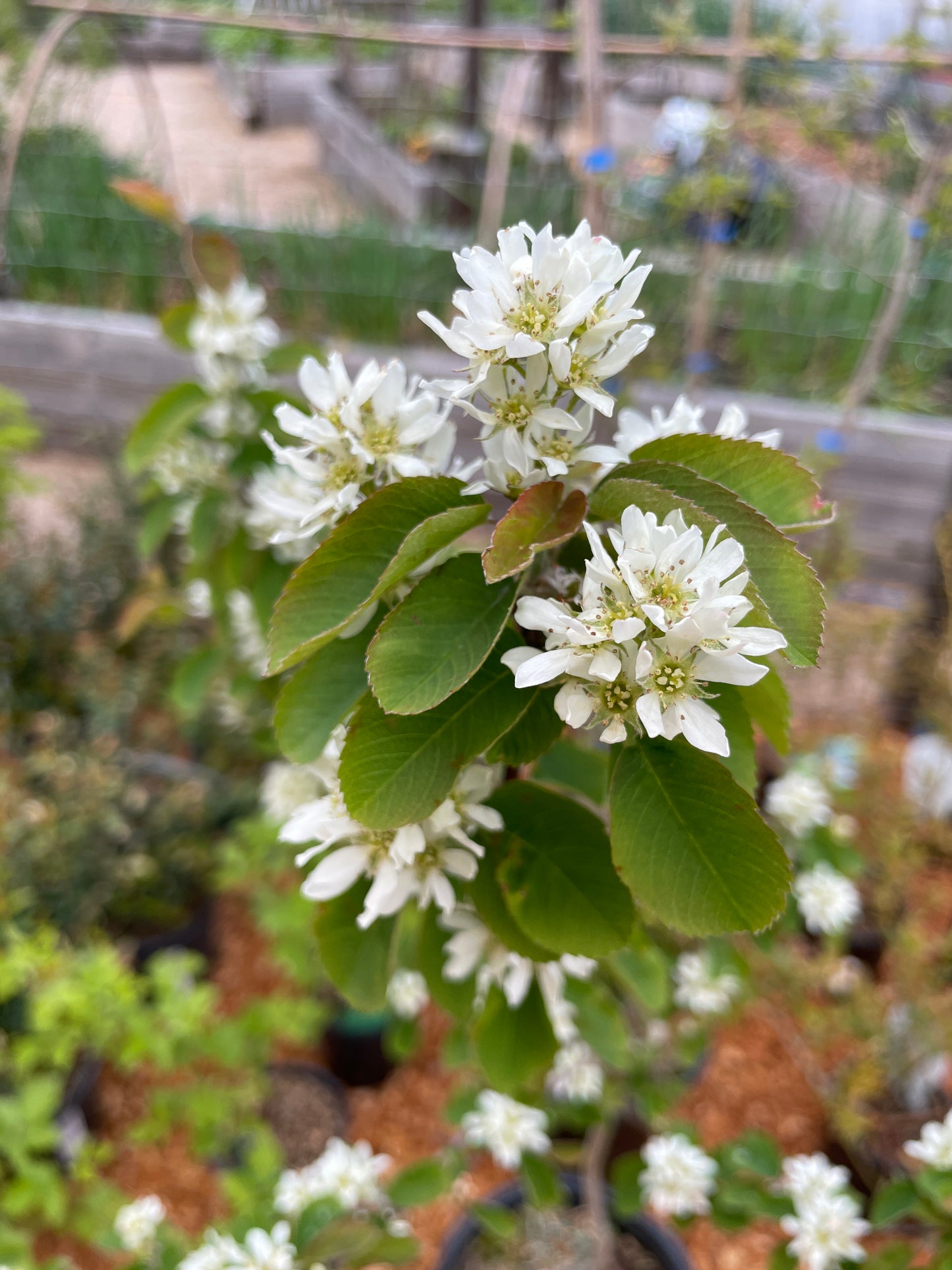 Saskatoon Serviceberry Plants