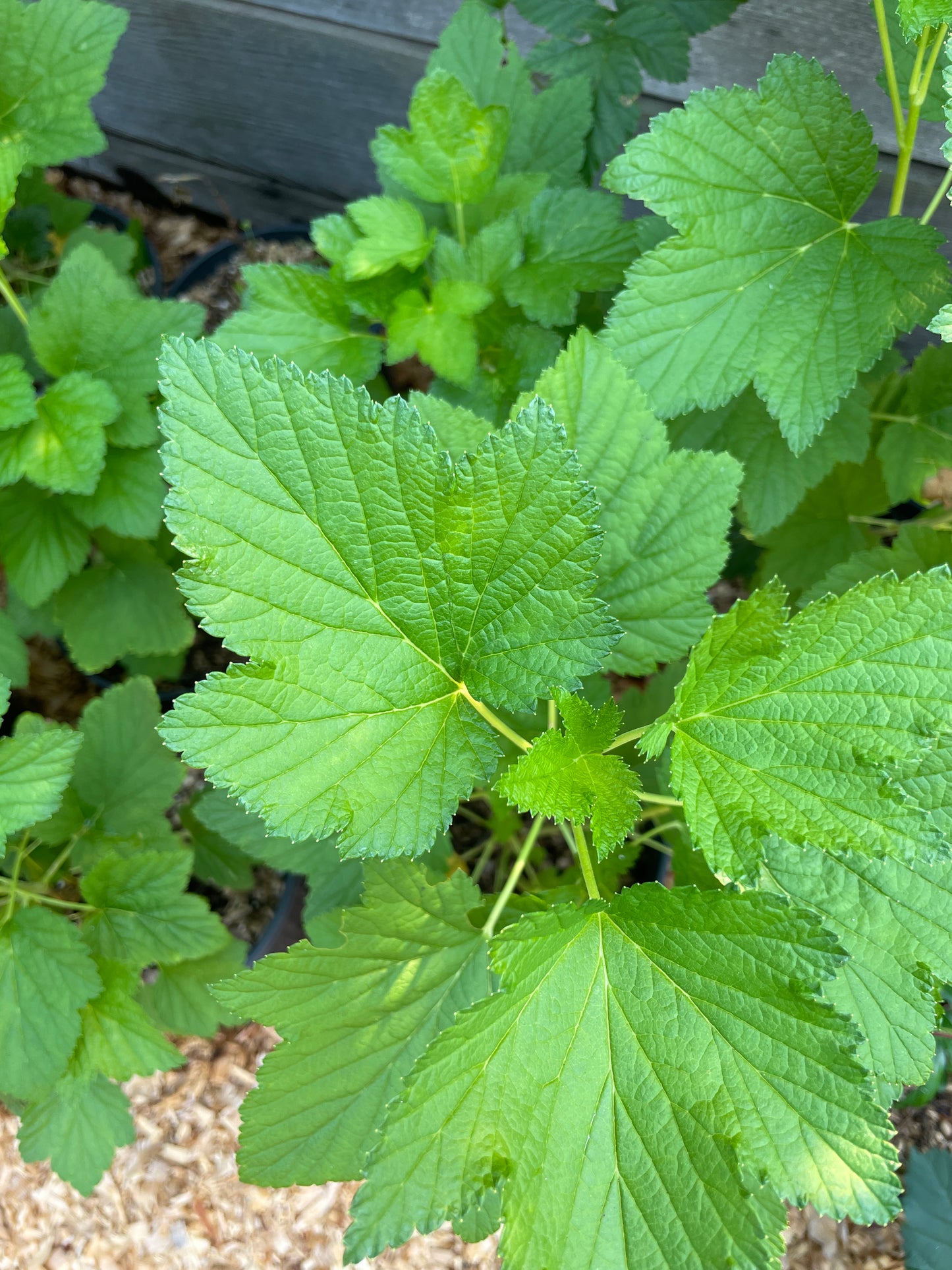 Blackcurrant Plants