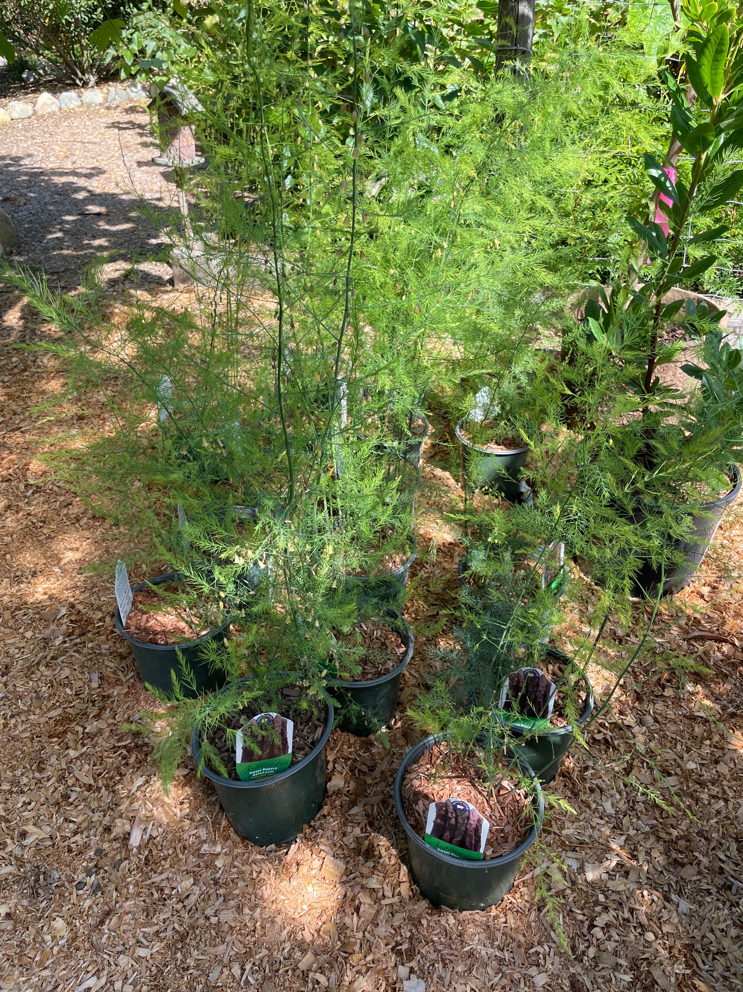 'Sweet Purple' Asparagus Plants