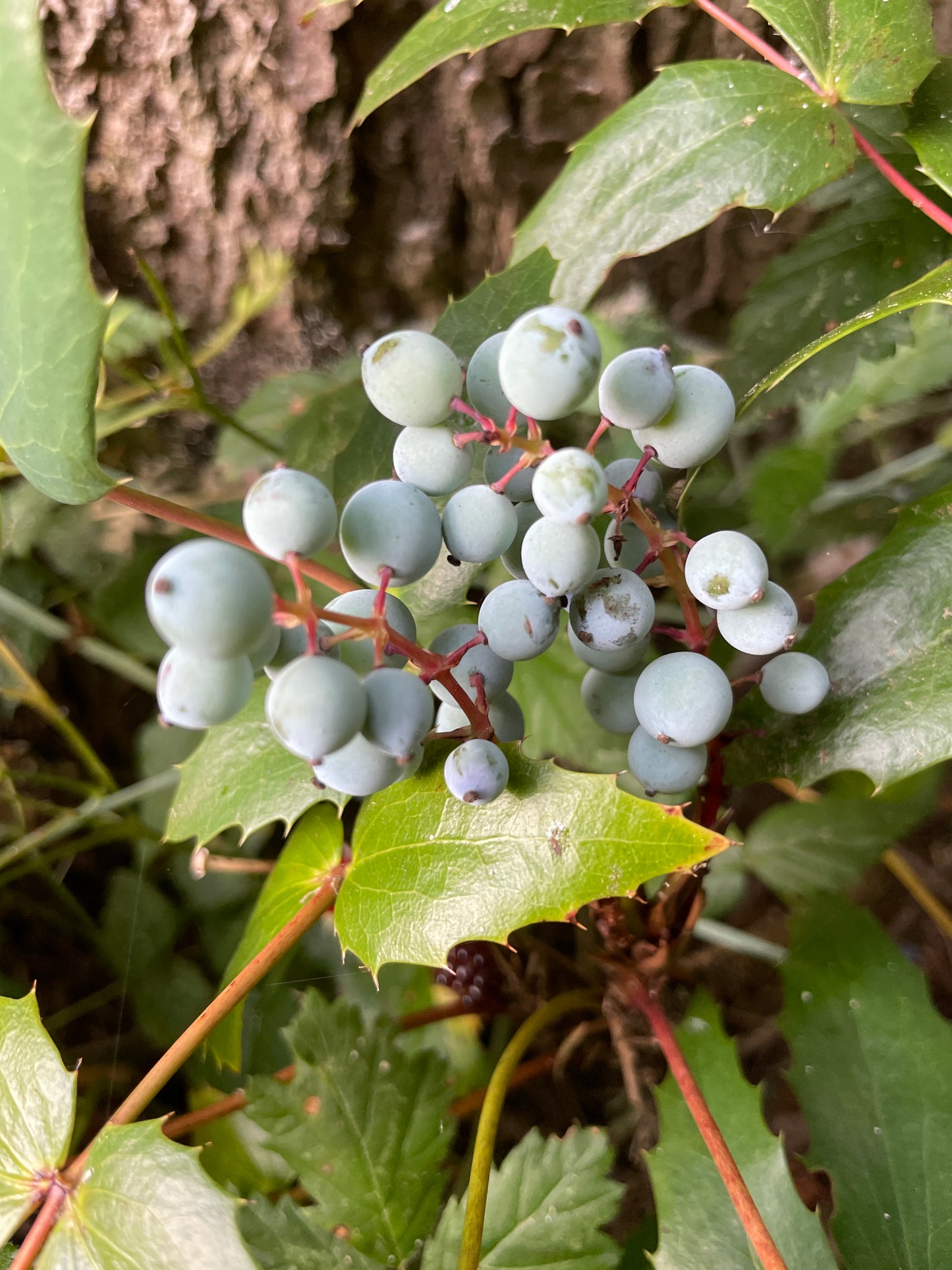 Tall Oregon Grape Plants