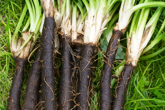 Black Salsify