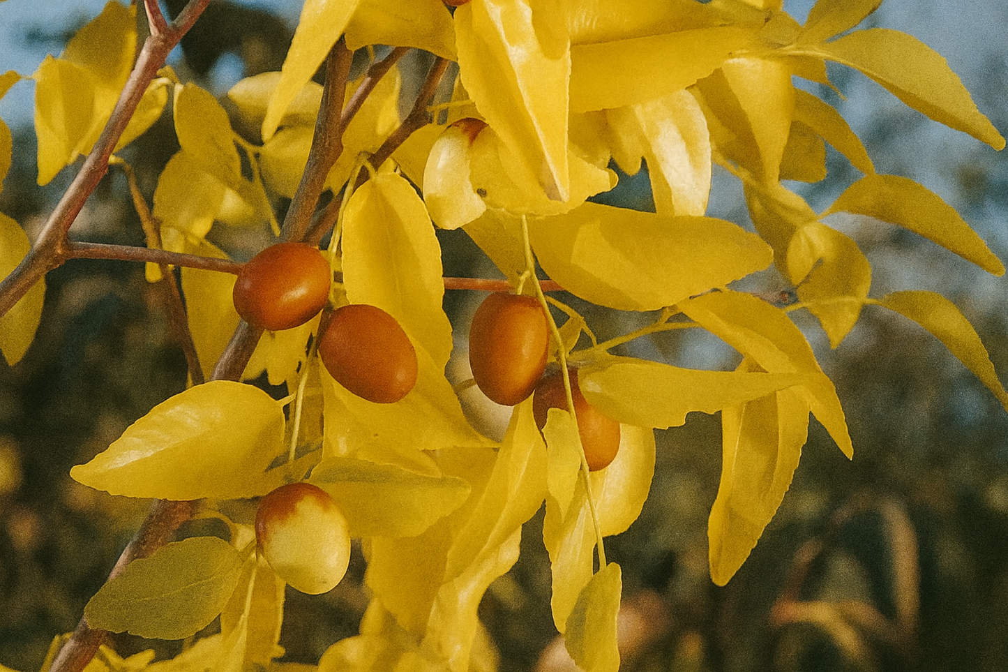 'Black Sea' Jujube