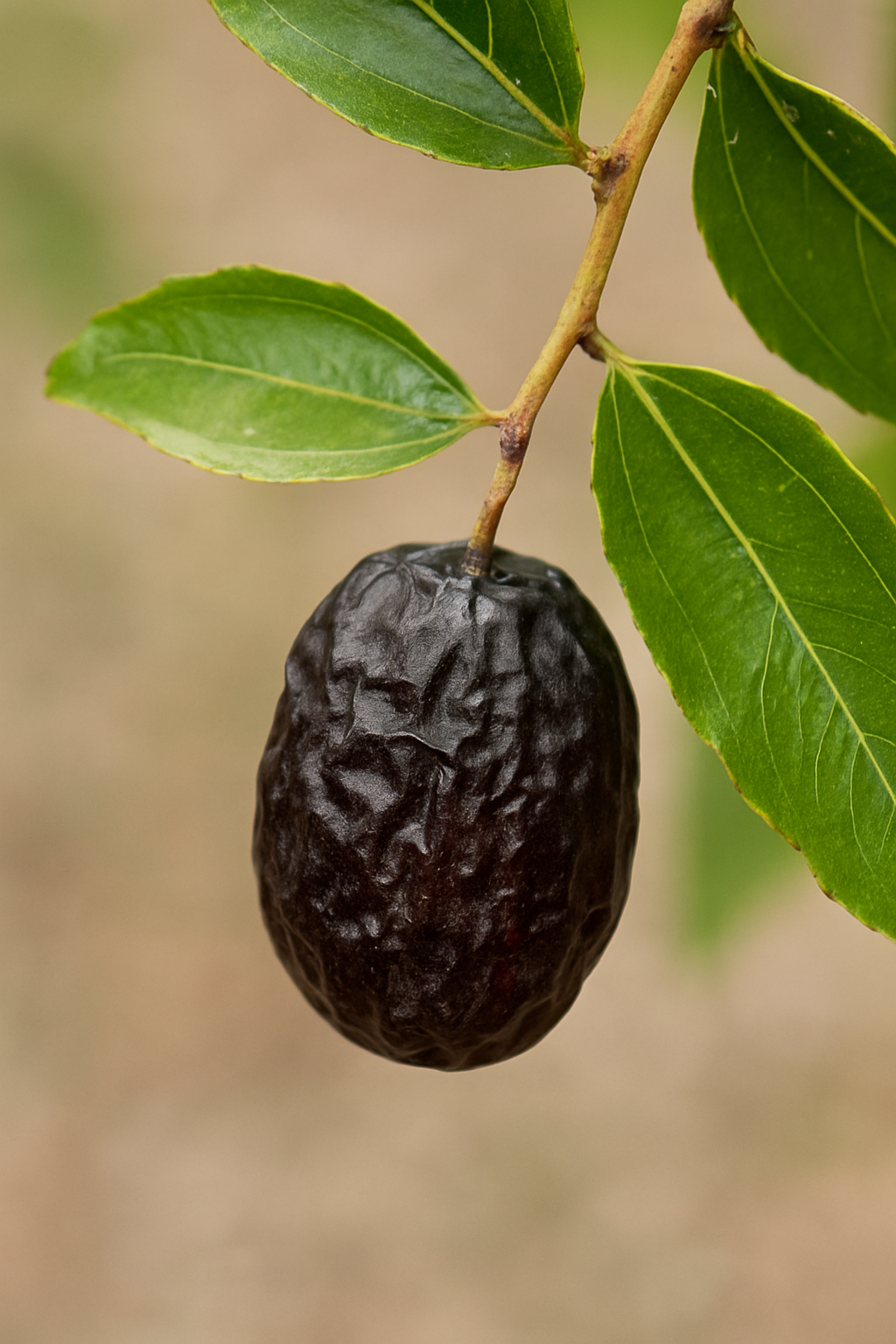 'Black Sea' Jujube