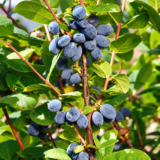 Blue Hokkaido™ Haskap (Honeyberry)
