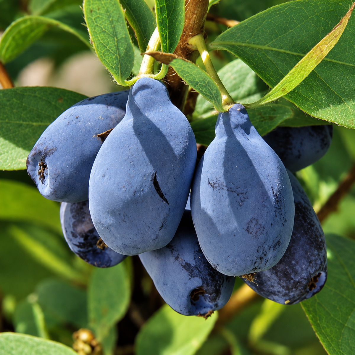 Blue Pagoda™ Haskap (Honeyberry)